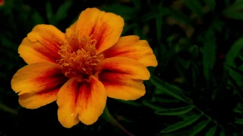 Flower Stock Footage 82771659