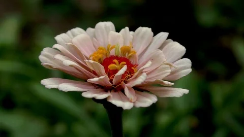 Flower 스톡 동영상 82773846