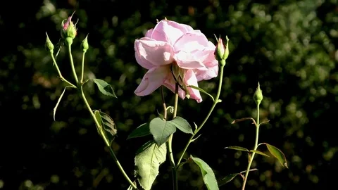 Flower Stock-Footage 82774057