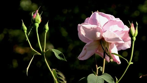 Flower Video stock 82774117