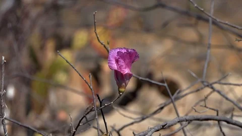 Flower Stock Footage 86363012