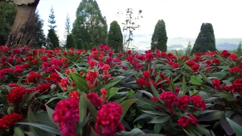 Flower Video stock 86786957