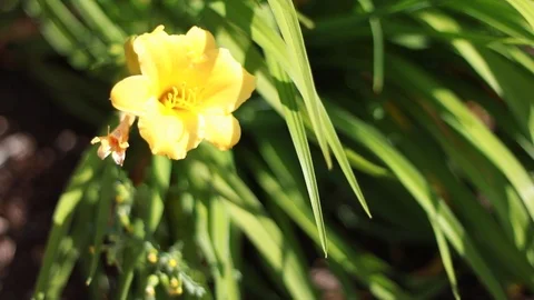 Flower Stock Footage 90974785