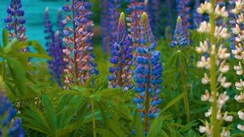 Flower Video stock 95416890