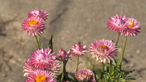 Flower Stock Footage 95417391