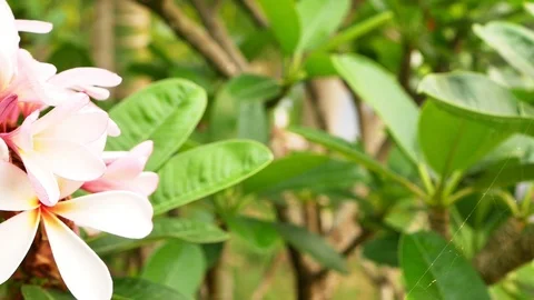 Flower  Stock Footage 106078638