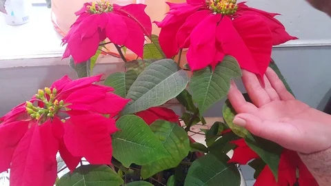 Flower Stock Footage 106370064