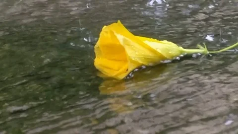 FLOWER Video stock 112329043