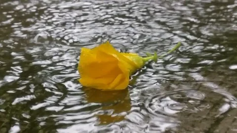 FLOWER Video stock 112329184