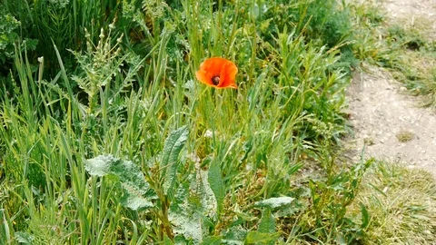 Flower Stock Footage 112698326