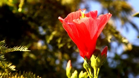 Flower Stockbeeldmateriaal 113378684