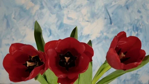 Flower Video stock 117337304