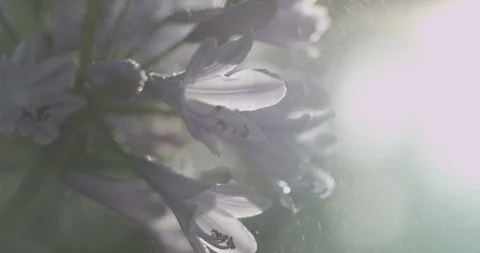 Flower Stock Footage 119319999