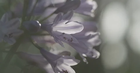 Flower Stock Footage 119320782