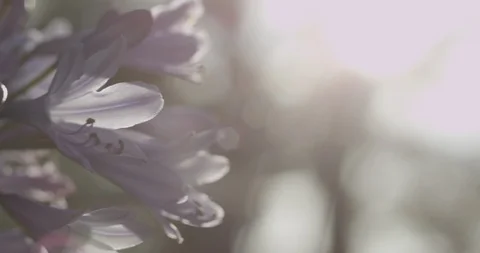 Flower Stock Footage 119320852