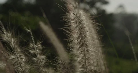 Flower Stock Footage 119330468