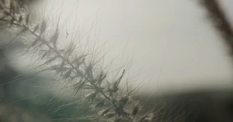 Flower Stock Footage 119330514