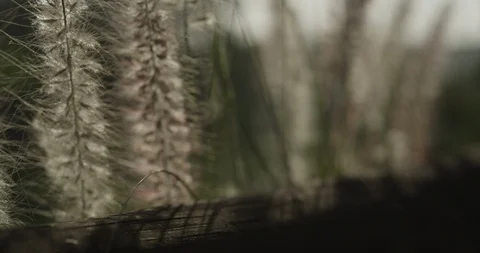 Flower Stock Footage 119330648