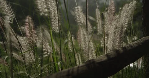 Flower Stock Footage 119330662