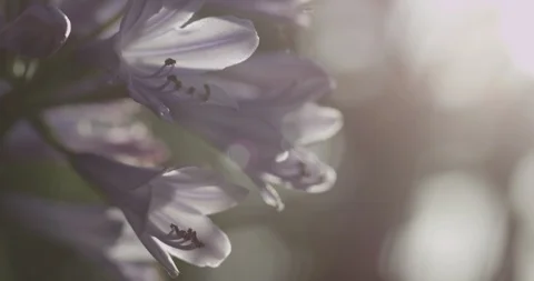 Flower Stock Footage 119330743