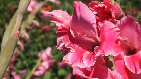 Flower Stock Footage 126108256