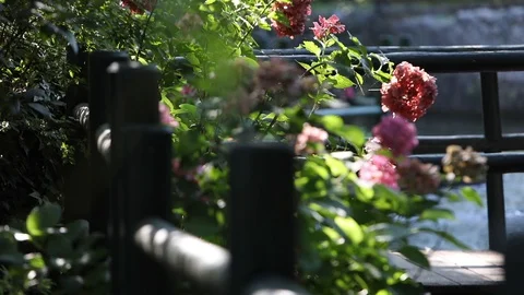 Flower Stock Footage 128451743