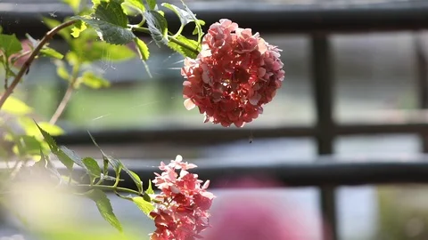 Flower Video stock 128451754