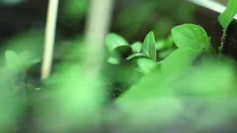 FLOWER Stock Footage 131232018