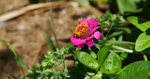 Flower Stock Footage 132143983