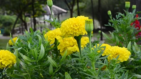 The flower Stock Footage 132338941