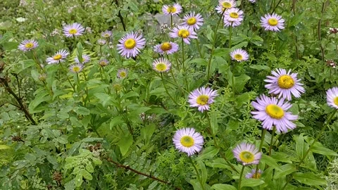 Flower Stock Footage 134623802