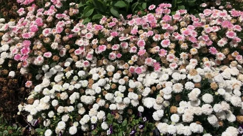 Flower Stock Footage 135104866