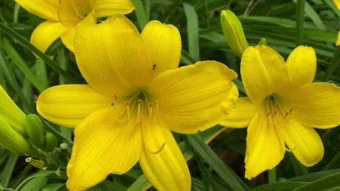 Flower Stock Footage 135841225