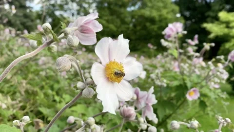 Flower Stock Footage 136190136