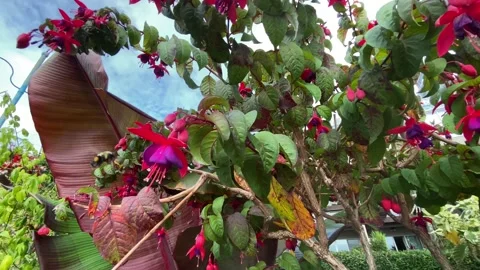 Flower Stock Footage 138540941