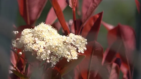 Flower Stock Footage 138902101