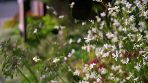 Flower Stock Footage 139530612