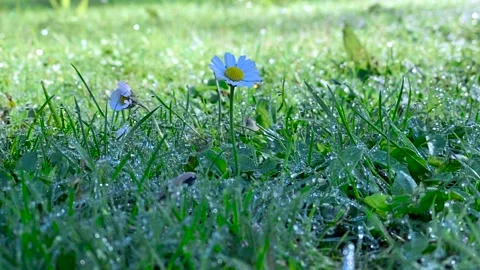 Flower Stock Footage 140158730