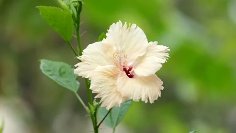 FLOWER Video stock 140345739