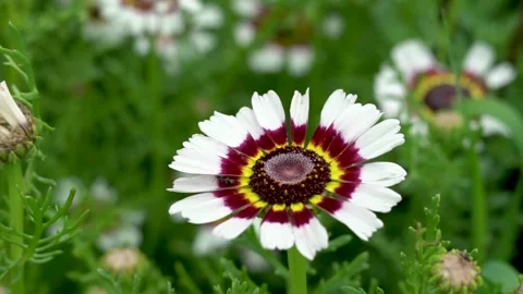 Flower Stock Footage 142209702