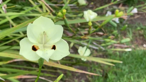 Flower Video stock 143644290