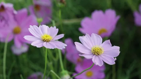 Flower Stock Footage 145342332