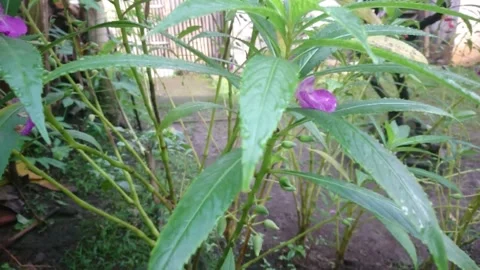 Flower Stock Footage 146143225