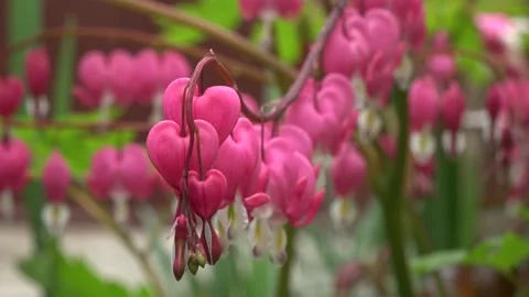 Flower 库存影片 153606900