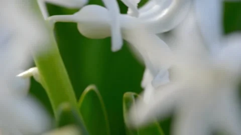 Flower Video stock 154400609