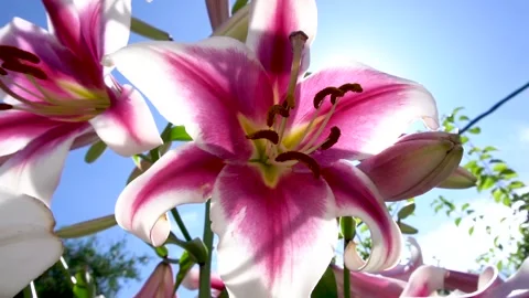 Flower Stock Footage 154427249