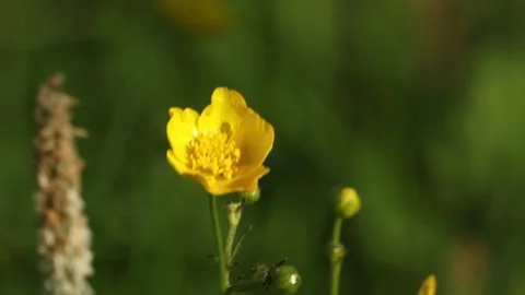 Flower 库存影片 157981573