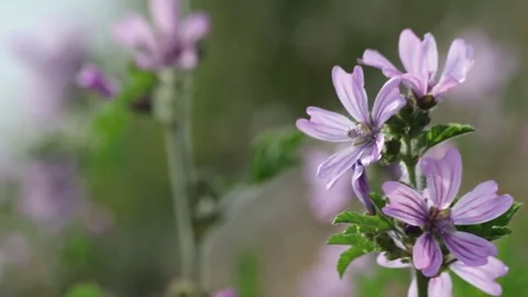 Flower 库存影片 158016341