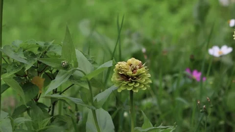 Flower Stock Footage 159652172