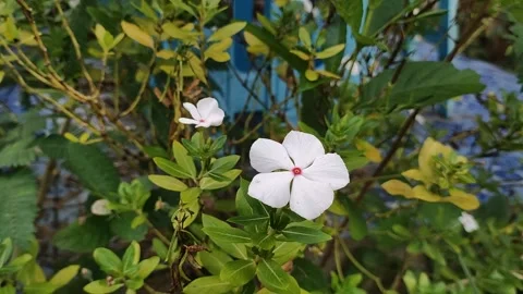 Flower Stock Footage 164961593